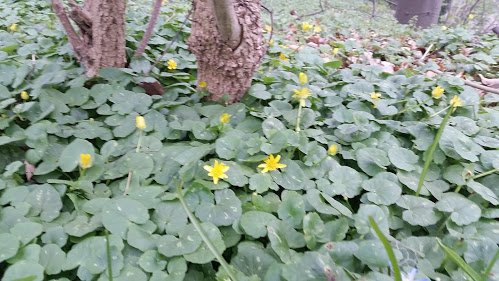 Scharbockkraut (Ranunculus ficaria)
