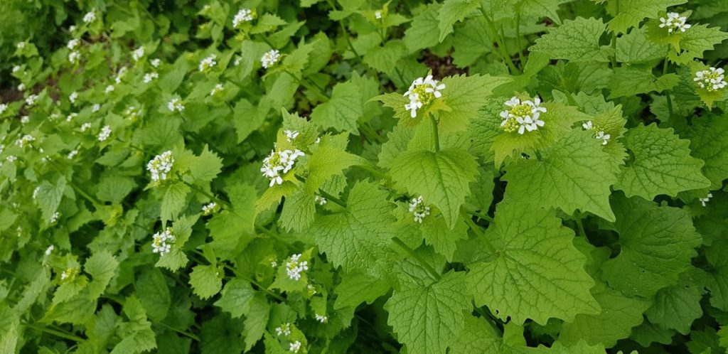 Knoblauchrauke
