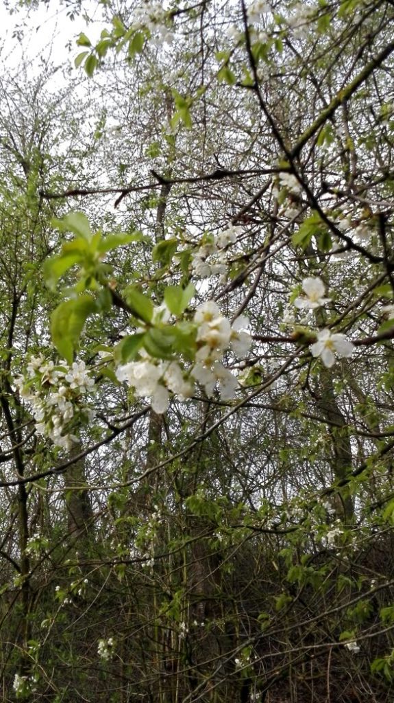 Kirschblüten im Wald
