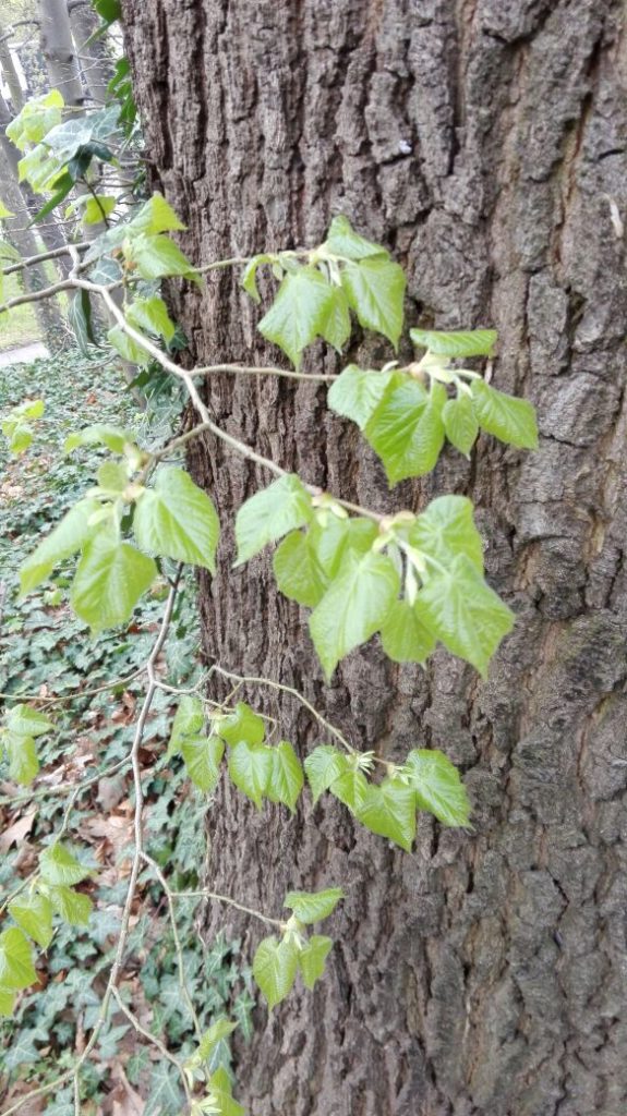 Frische Lindenblätter