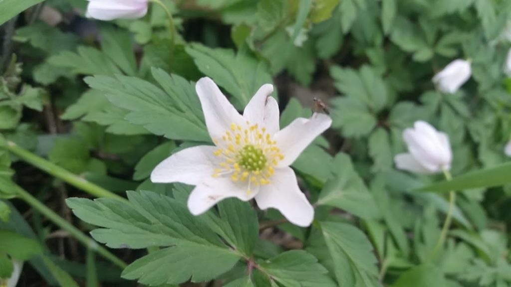 Buschwindroeschen Blüte