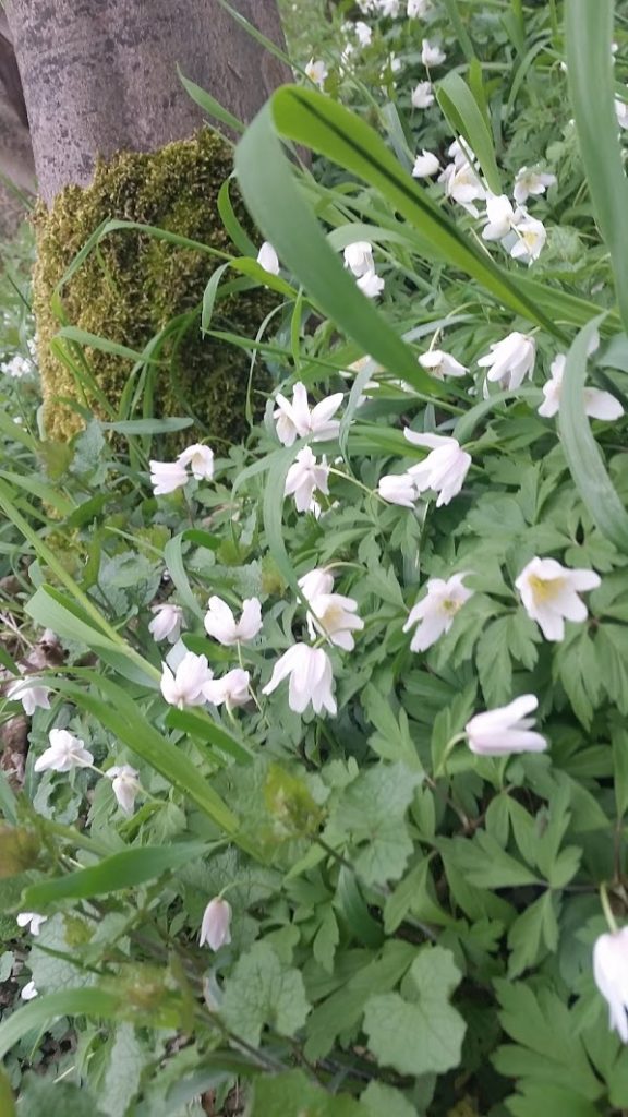 Buschwindroeschen Bodendecker