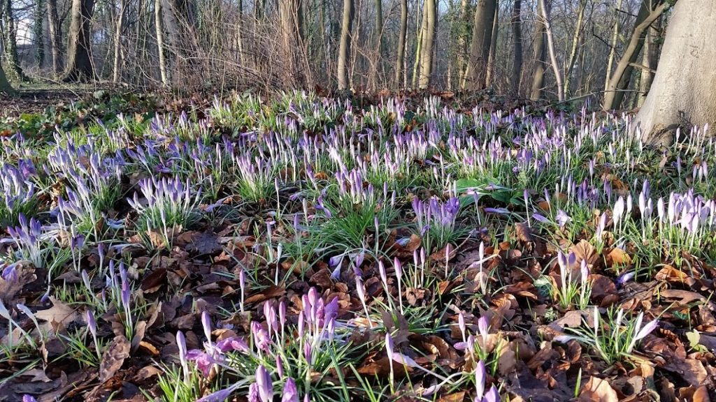 Krokusse im Wald
