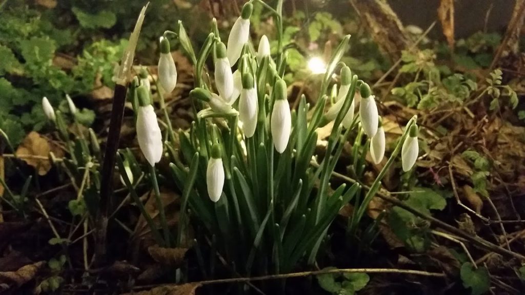 Schneeglöckchen im Wald