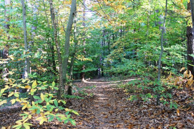 Waldgarten